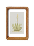 Texas Yucca Series — Original Watercolor Set 3 of 3