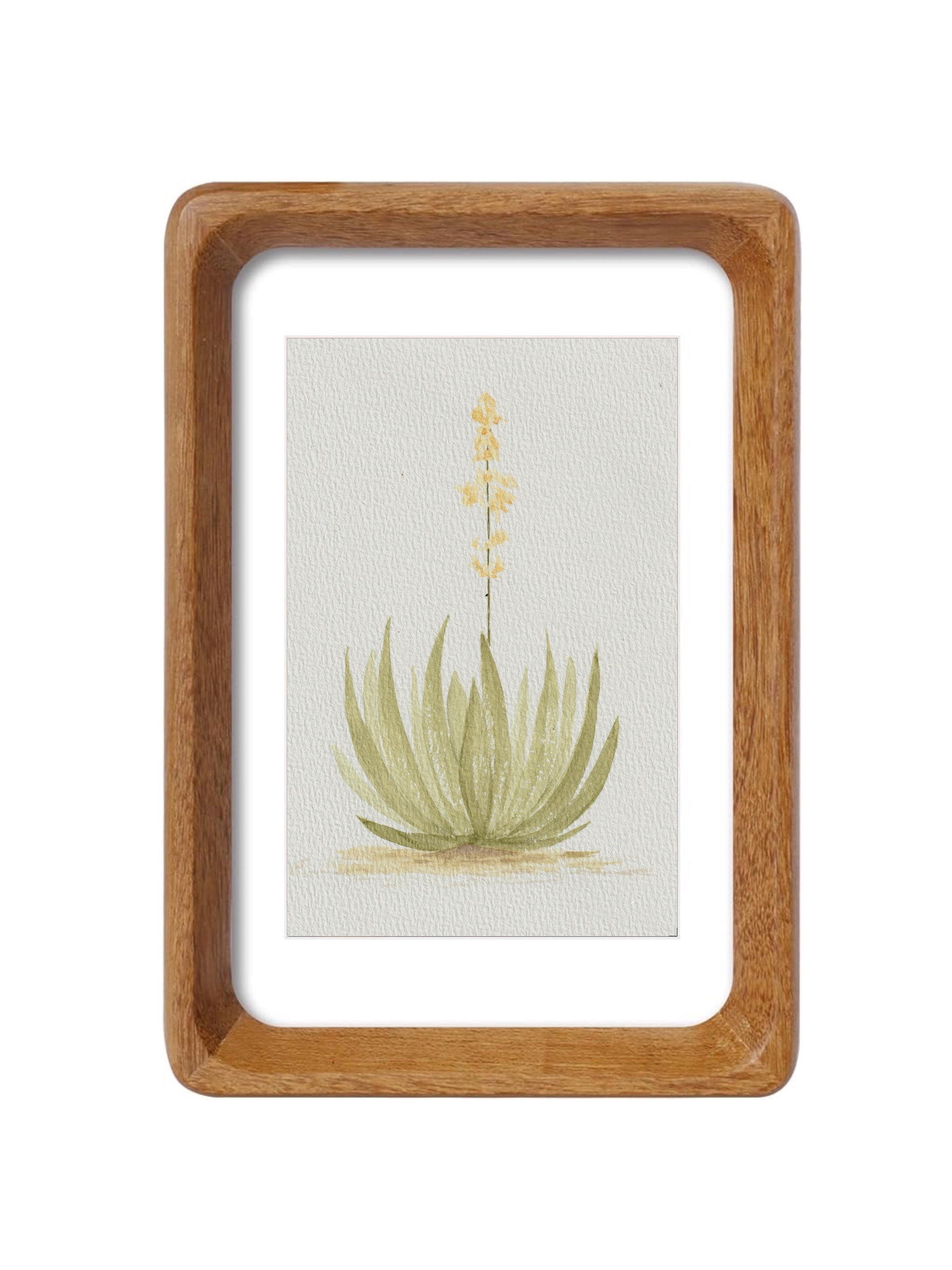 Texas Yucca Series — Original Watercolor Set 3 of 3