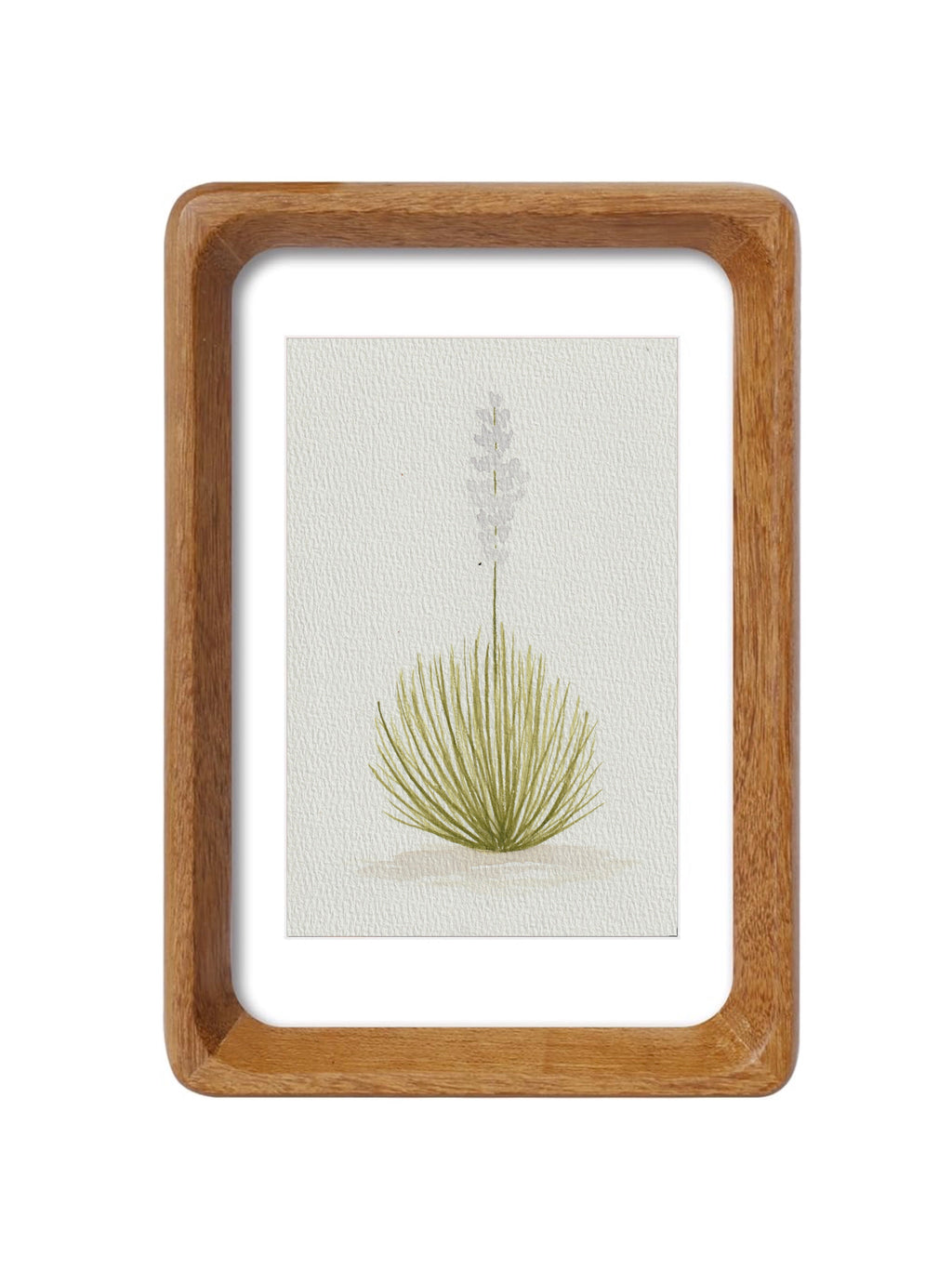 Texas Yucca Series — Original Watercolor Set 2 of 3
