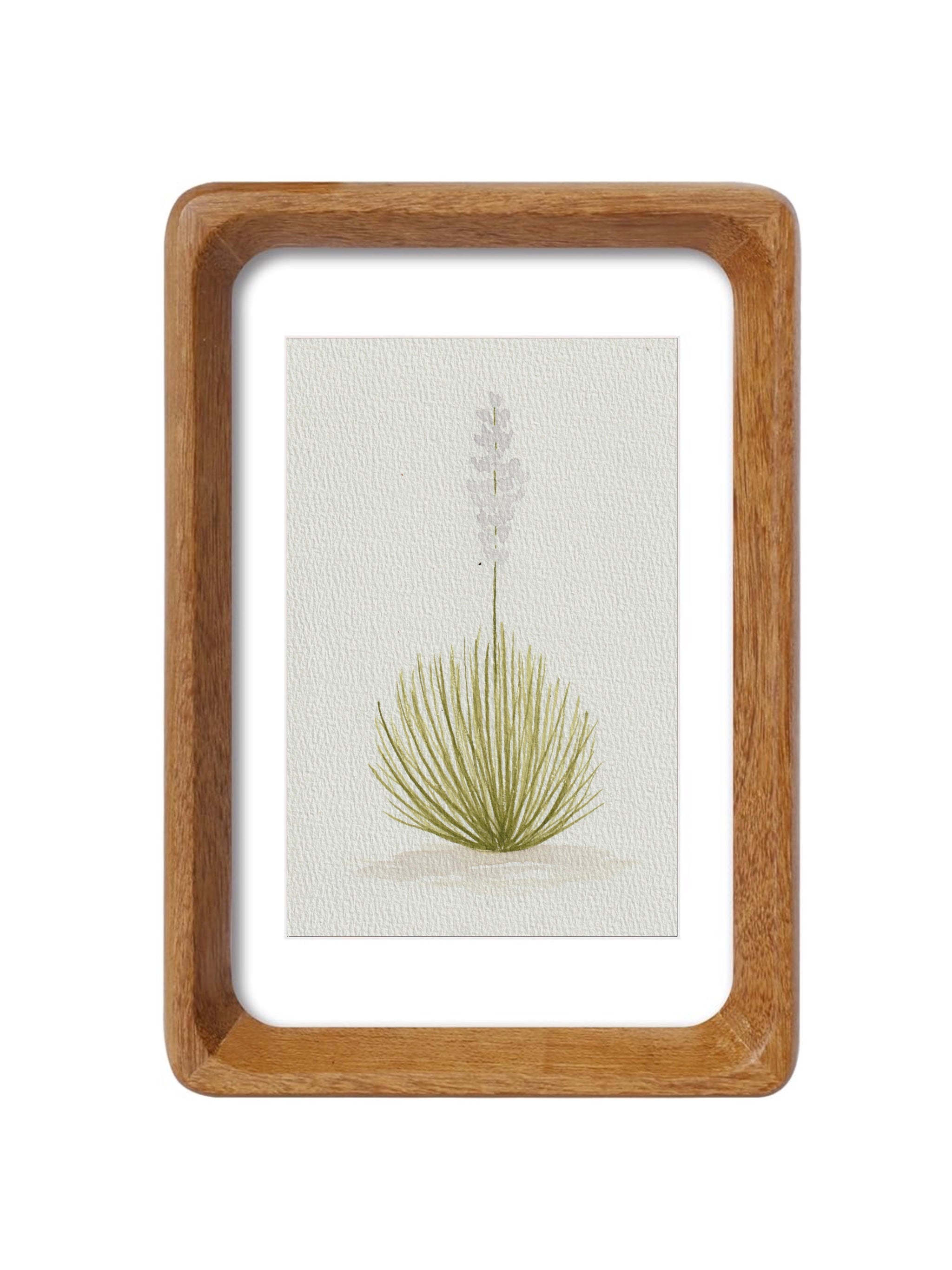 Texas Yucca Series — Original Watercolor Set 2 of 3