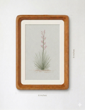 Texas Yucca Series — Original Watercolor Set of 3