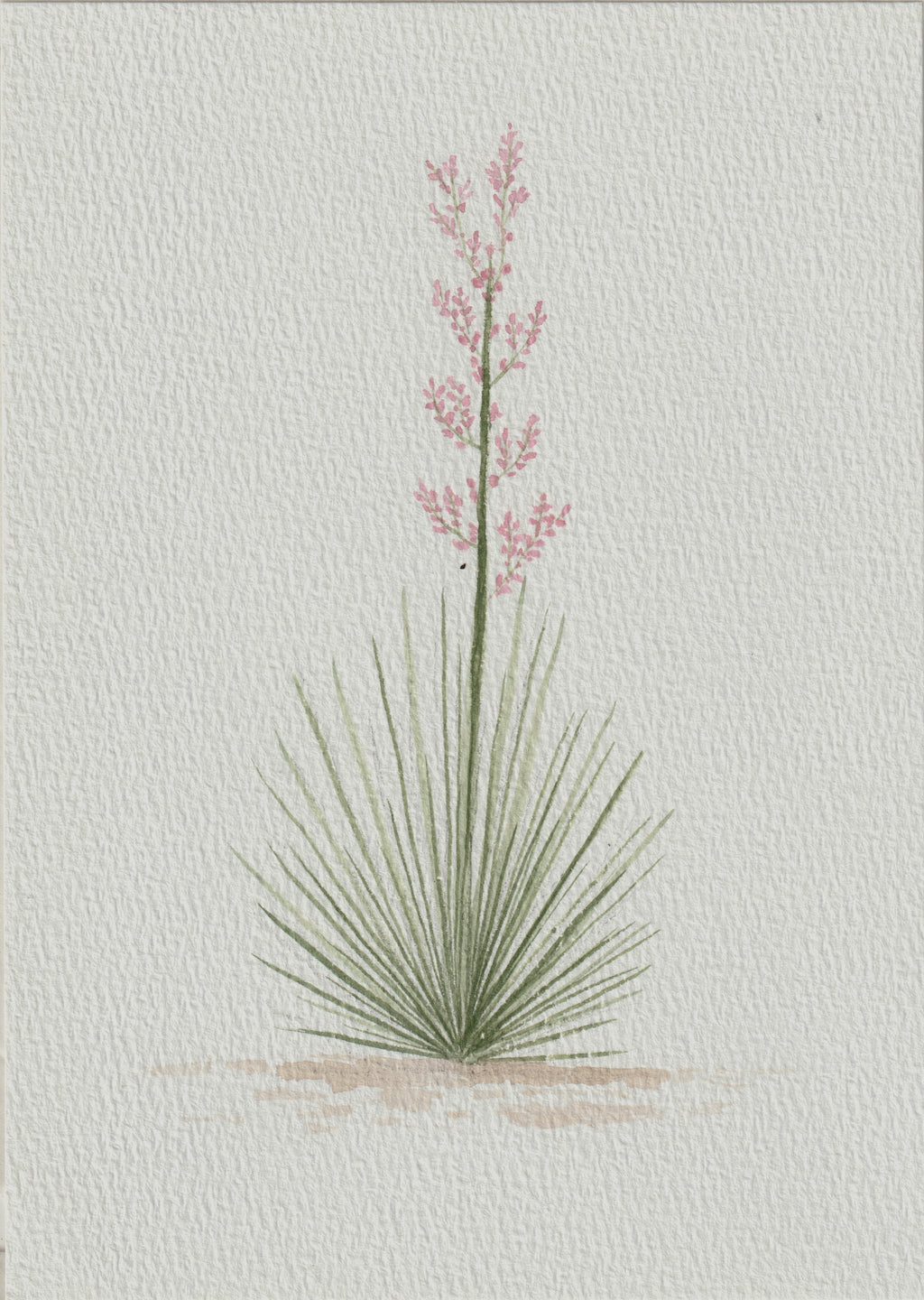 Texas Yucca Series — Original Watercolor Set of 3