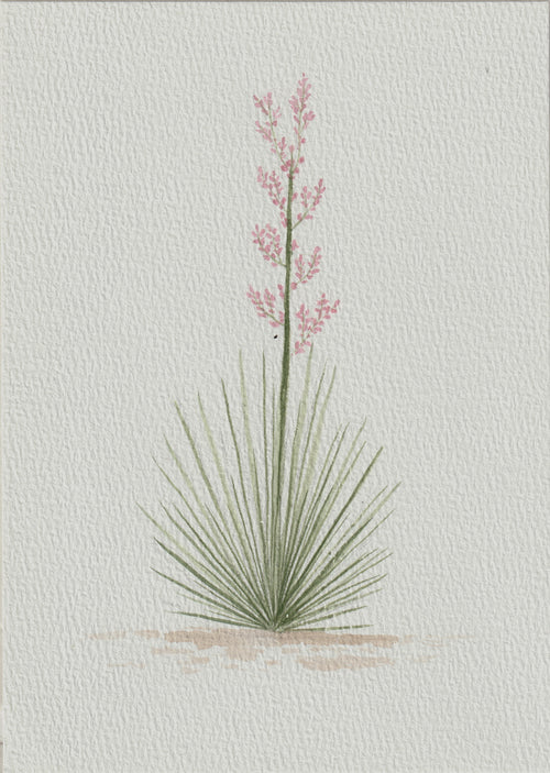 Texas Yucca Series — Original Watercolor Set of 3