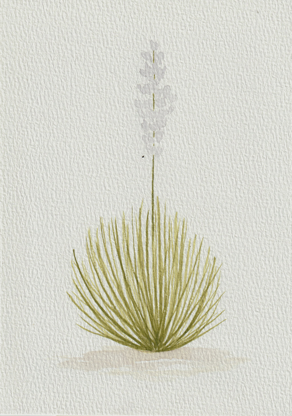 Texas Yucca Series — Original Watercolor Set of 3