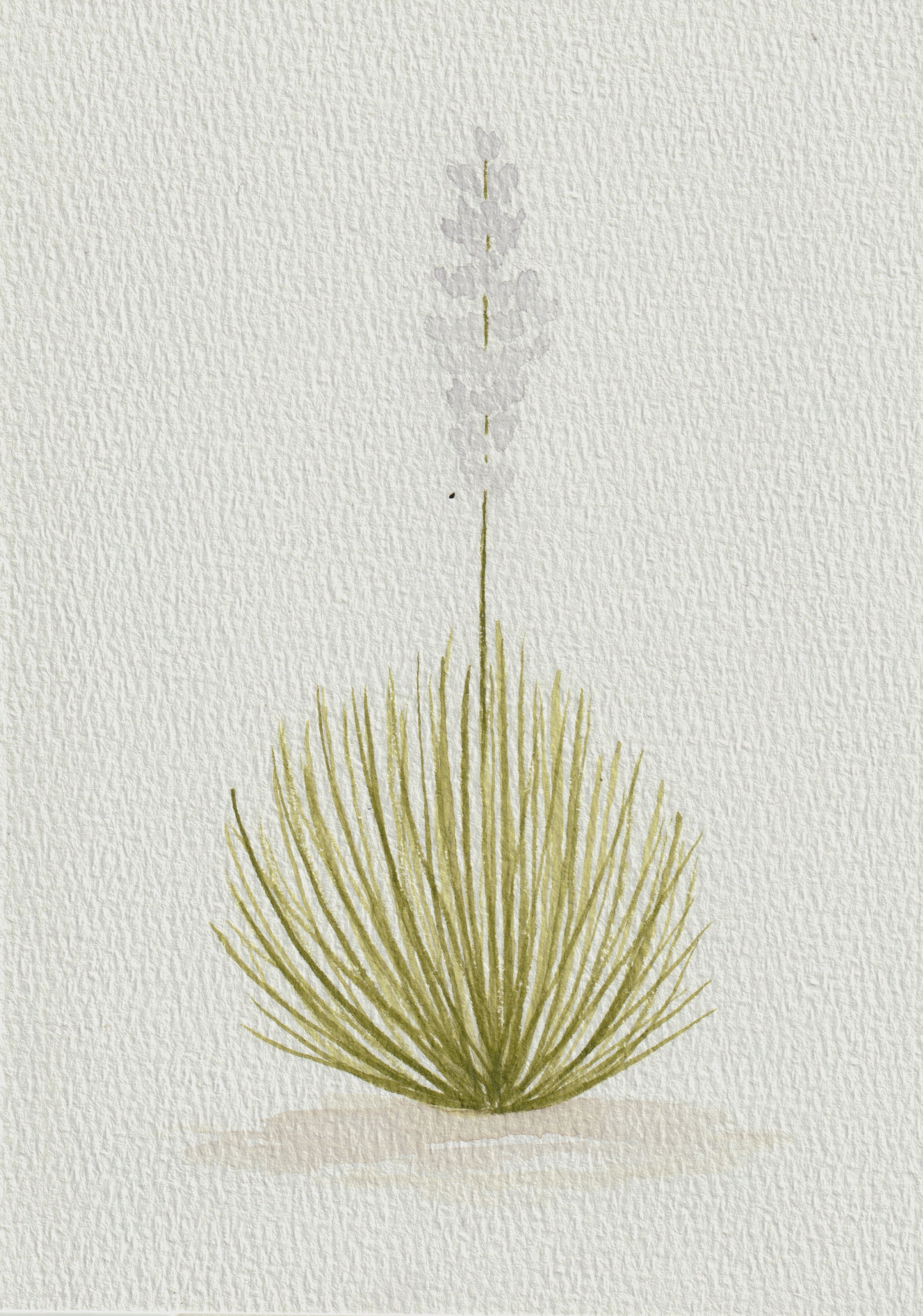 Texas Yucca Series — Original Watercolor Set of 3