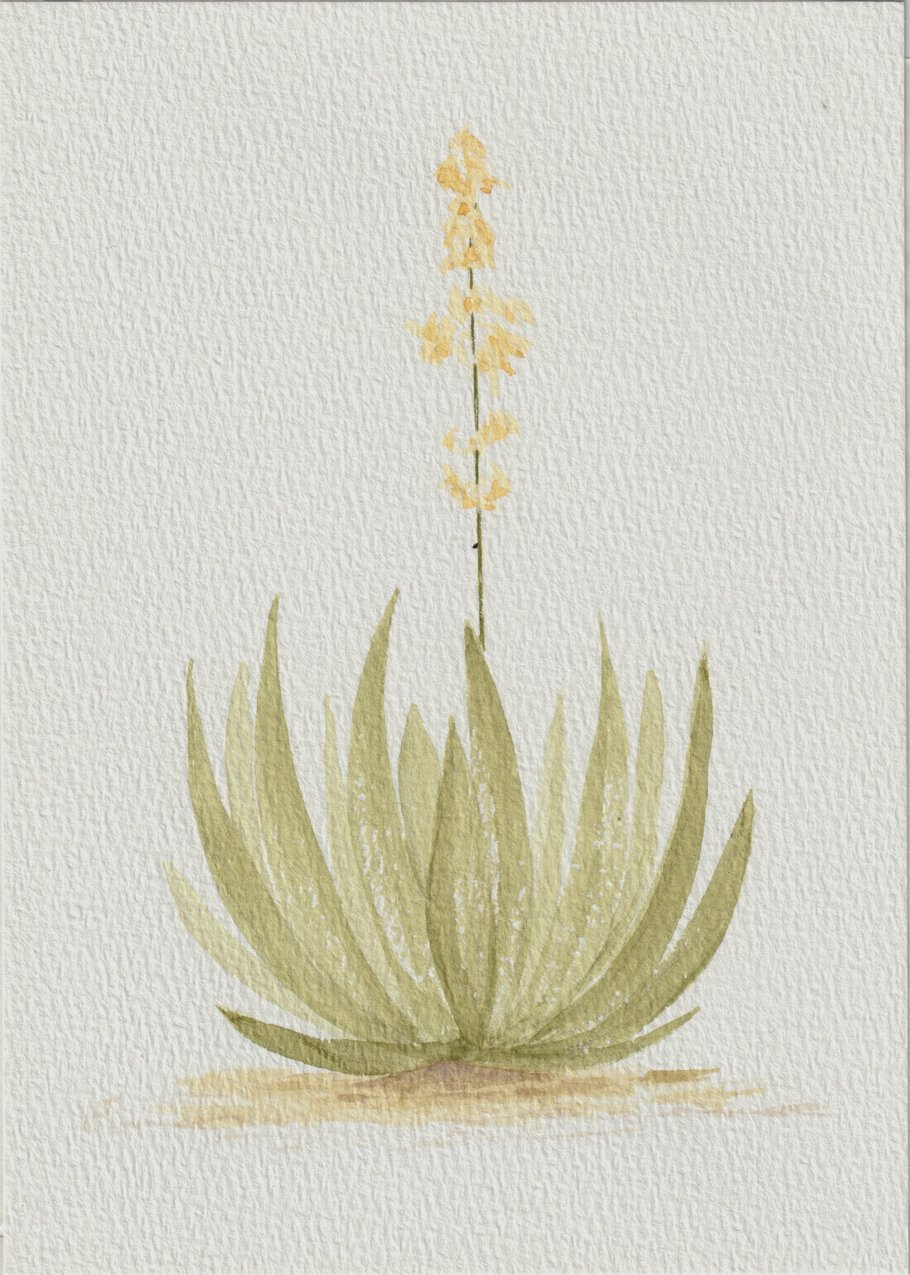 Texas Yucca Series — Original Watercolor Set of 3